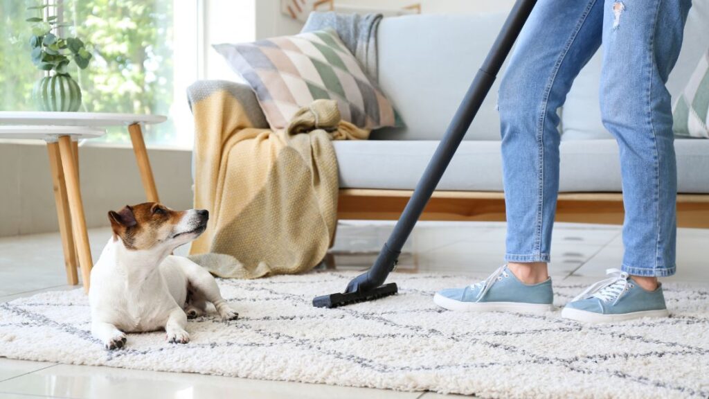 how to keep your home clean with pets